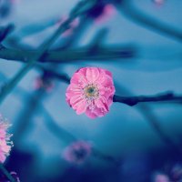 Z_1xF8ZK_200x200.jpg